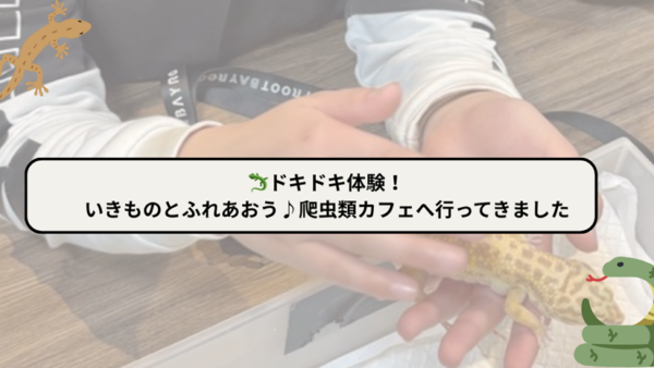 🦎ドキドキ体験！いきものとふれあおう♪爬虫類カフェへ行ってきました